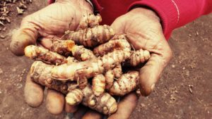 Read more about the article Organic Turmeric